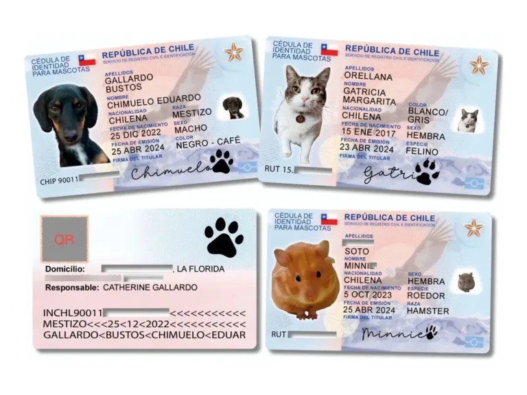 carnet de identidad para mascota